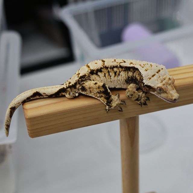 노멀 익스트림할리퀸