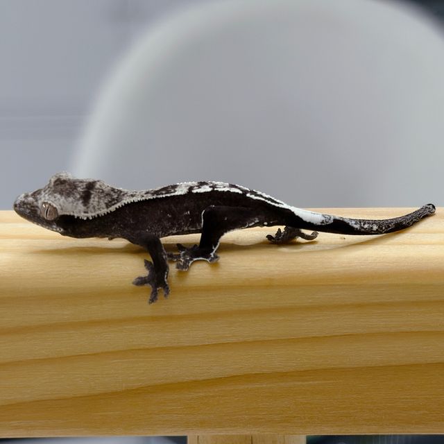 아잔틱