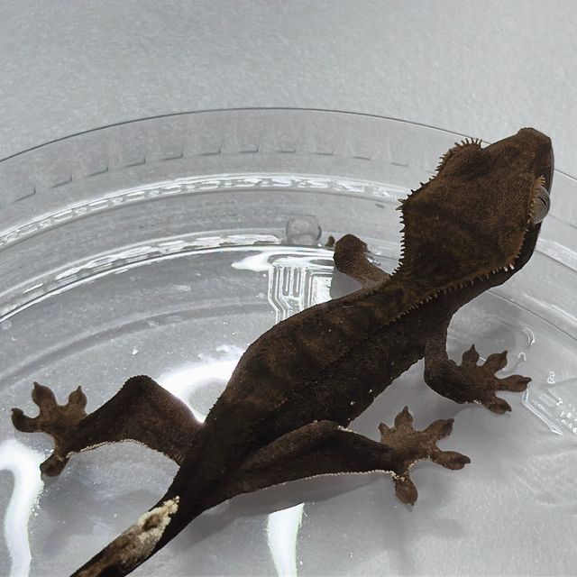 100%헷아잔틱 챠콜