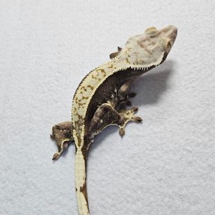 시아