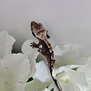 아잔틱