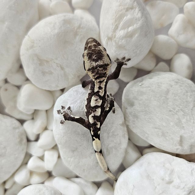 아잔틱