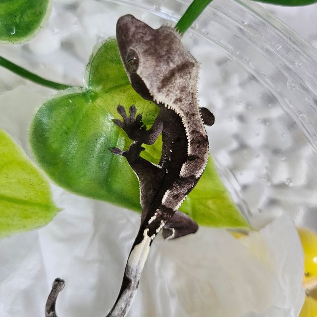 아잔틱