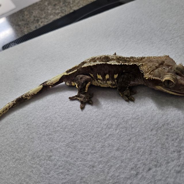 아잔틱