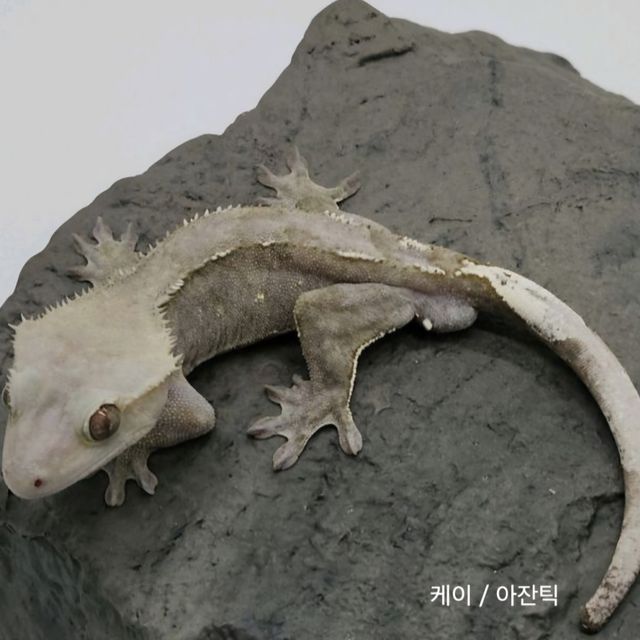아잔틱