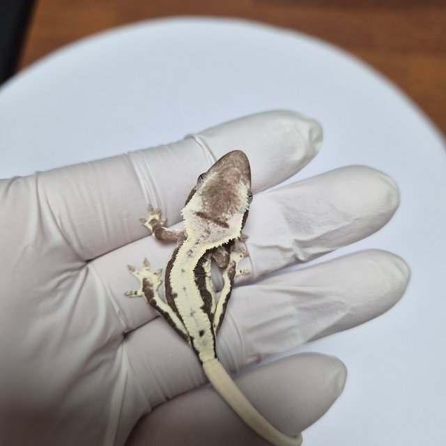 릴잔틱 릴리화이트 아잔틱