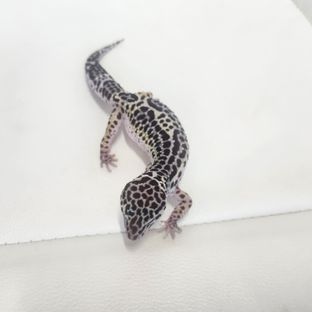 스노우 블랙나이트