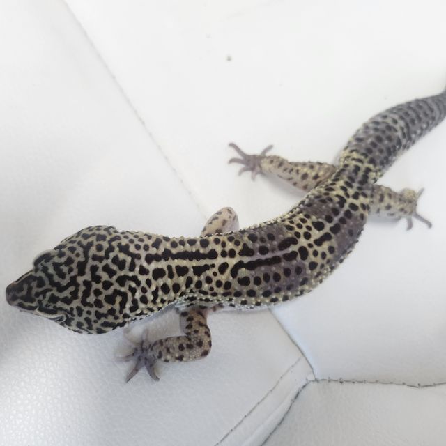 블랙나이트 텐저린