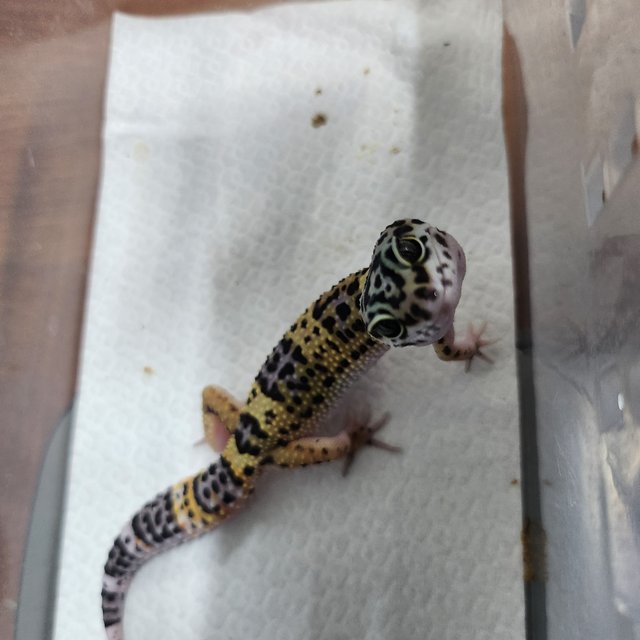 블랙나이트 텐저린