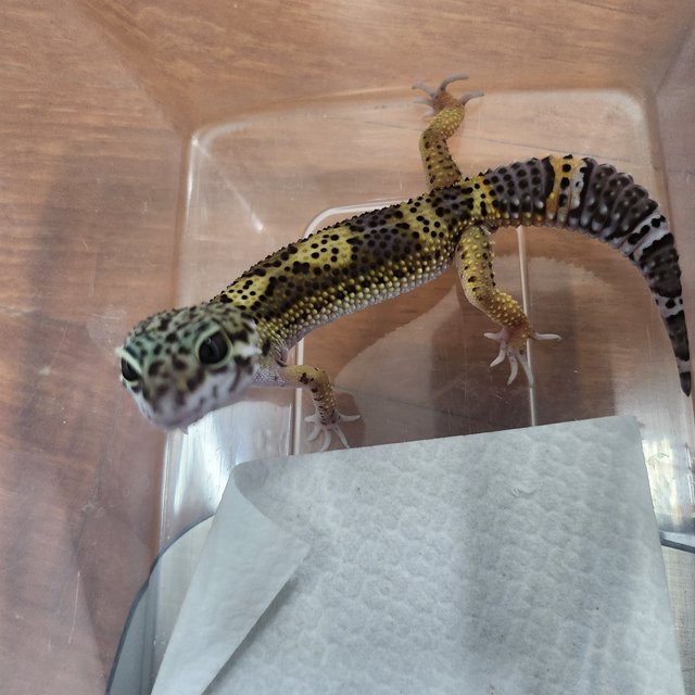 블랙나이트 텐저린