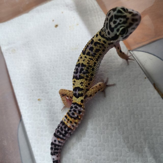 블랙나이트 텐저린