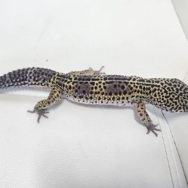 블랙나이트 텐저린