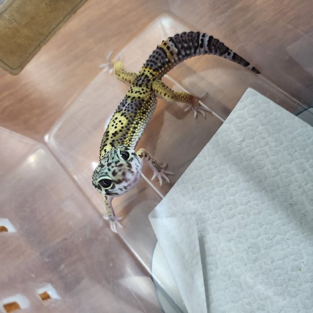 블랙나이트 텐저린