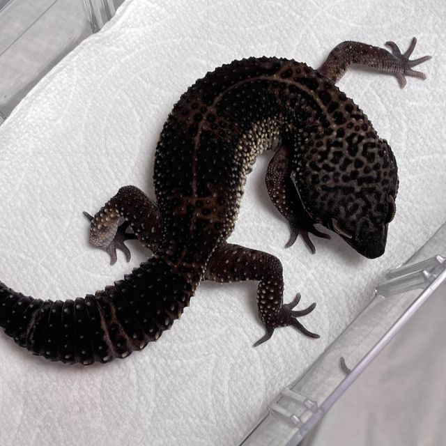 블랙나이트 텐저린