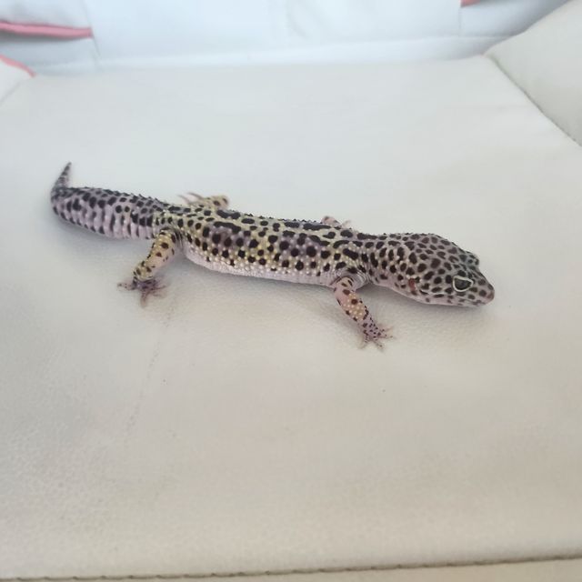 스노우 블랙나이트