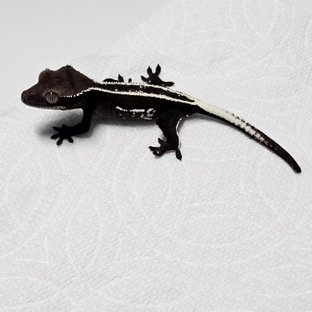 아잔틱 풀핀