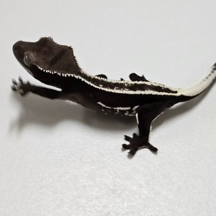 아잔틱 풀핀