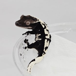 아잔틱