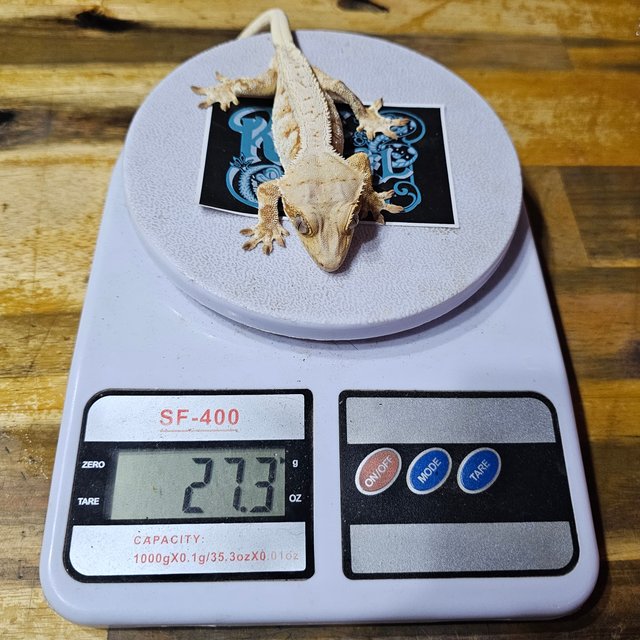 노멀 트라이 핀스트라이프 드리피 레드