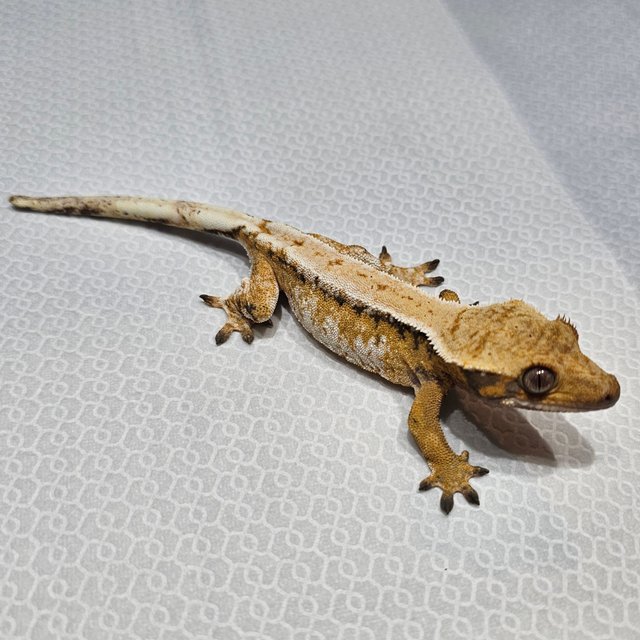 노멀 트라이 드리피