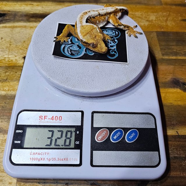 노멀 트라이 드리피 화이트크라운 텐저린