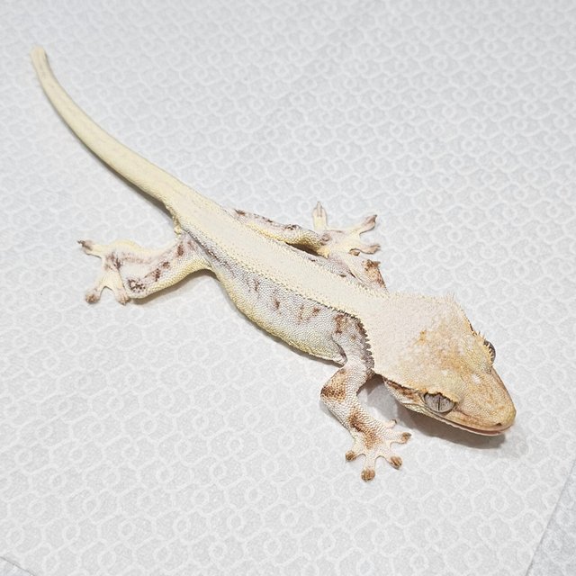 릴리화이트 솔리드백