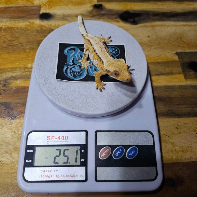 노멀 트라이 드리피