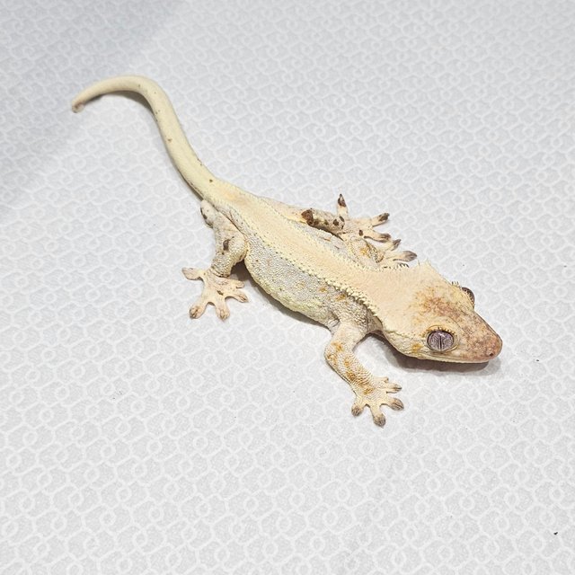 릴리화이트 솔리드백 크림