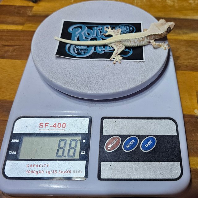 릴리화이트 솔리드백 크림