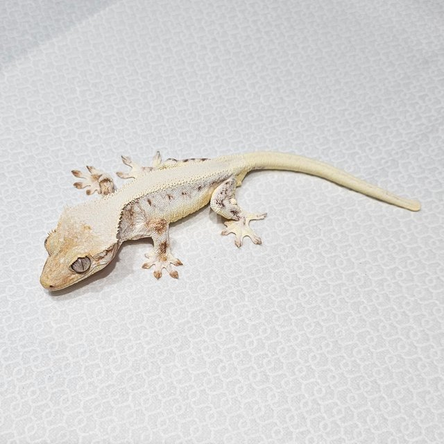 릴리화이트 솔리드백