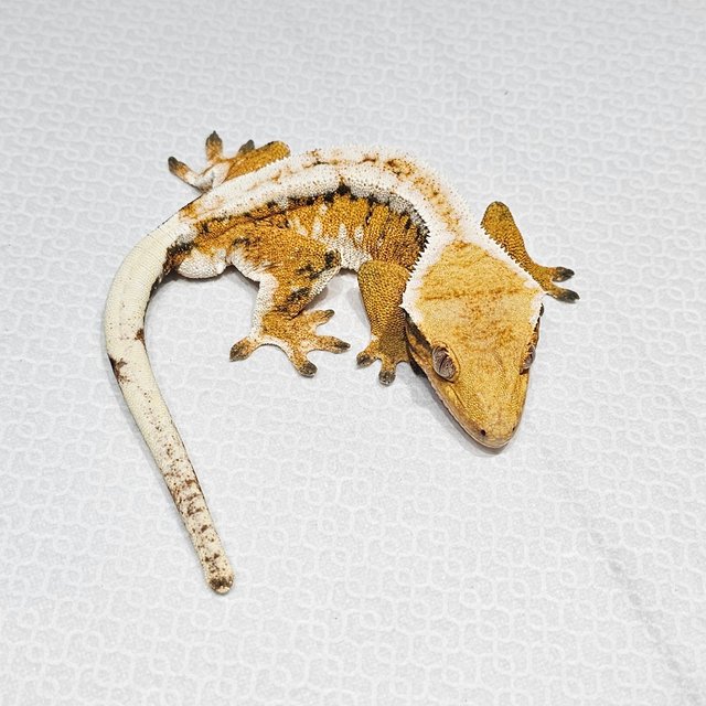 노멀 트라이 드리피 화이트크라운 텐저린