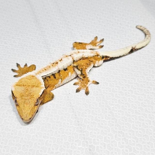 노멀 트라이 드리피 화이트크라운 텐저린