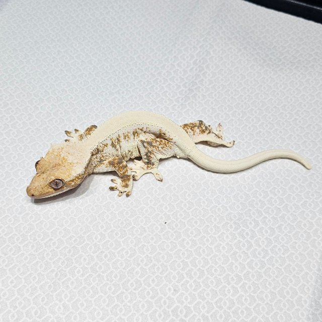 릴리화이트 솔리드백