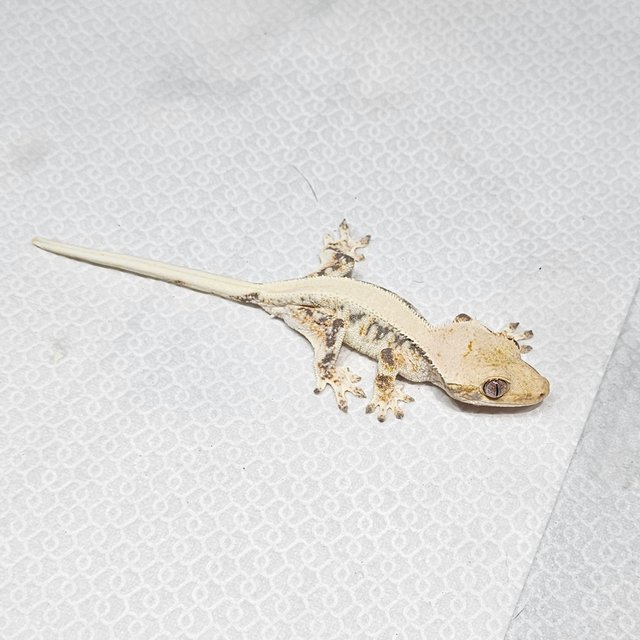 릴리화이트 솔리드백