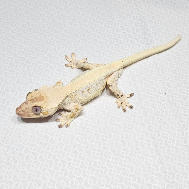 릴리화이트 솔리드백 크림