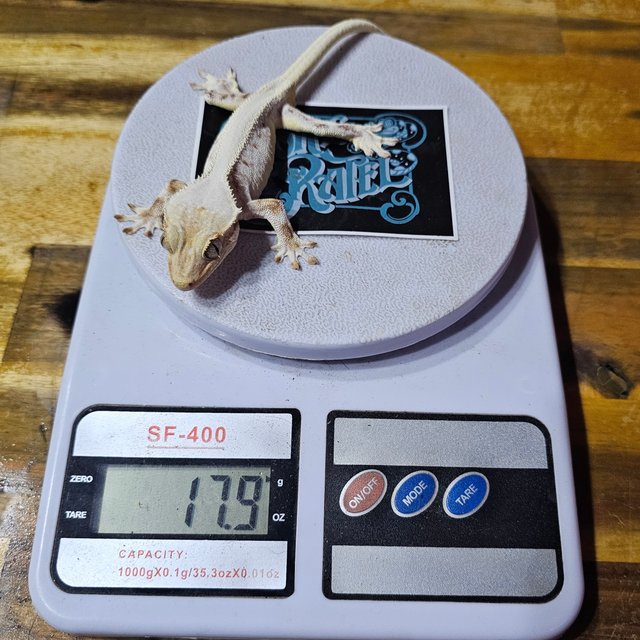 릴리화이트 솔리드백