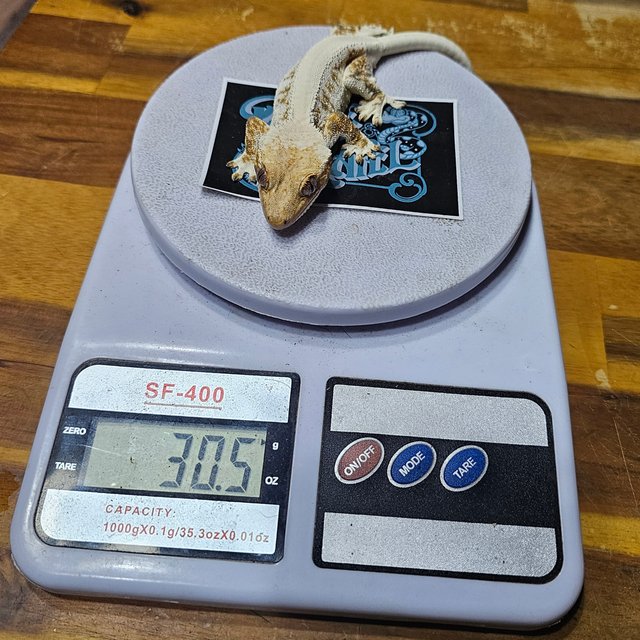 릴리화이트 솔리드백