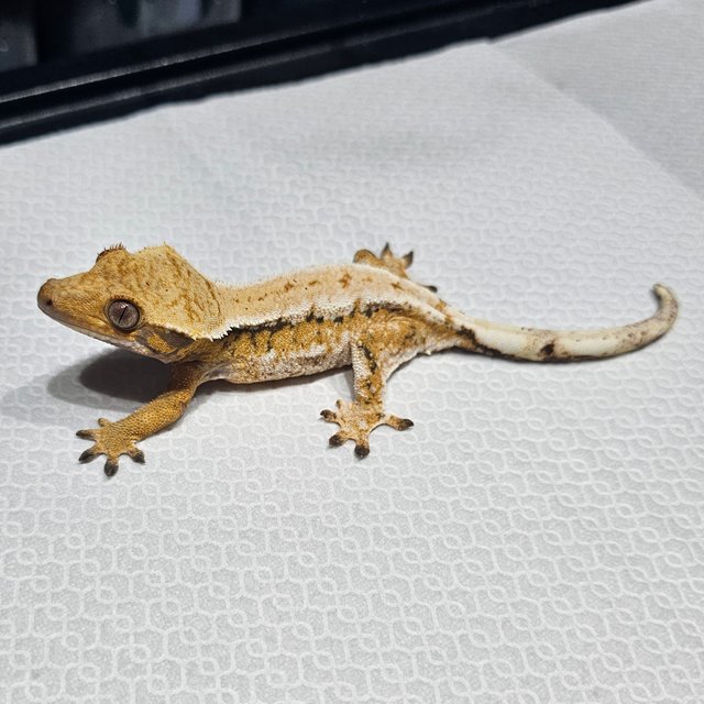 노멀 트라이 드리피