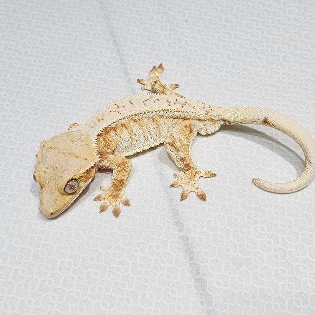 노멀 트라이 핀스트라이프 드리피 레드