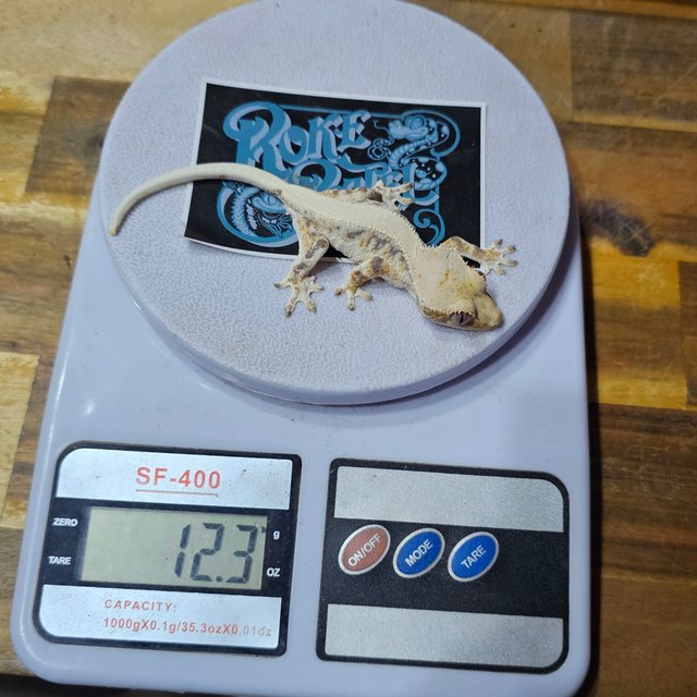 릴리화이트 솔리드백