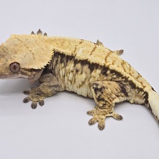 노멀 트라이 익스트림할리퀸 드리피 화이트스팟 화이트포트홀