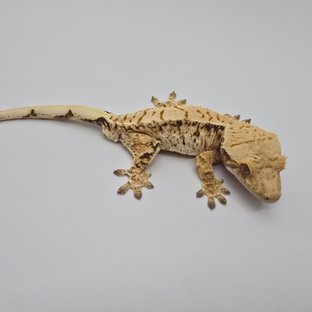 노멀 트라이 익스트림할리퀸 드리피 화이트스팟 화이트포트홀