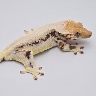 릴리화이트 솔리드백