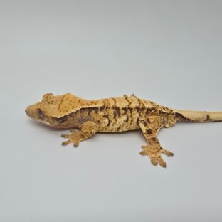 노멀 트라이 익스트림할리퀸 화이트스팟 화이트포트홀 드리피