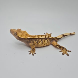 노멀 트라이 익스트림할리퀸 화이트스팟