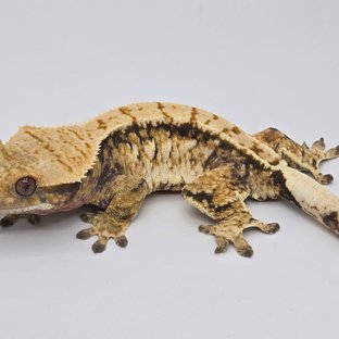 노멀 트라이 익스트림할리퀸 화이트스팟 화이트포트홀 드리피