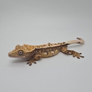 노멀 트라이 풀핀 화이트포트홀