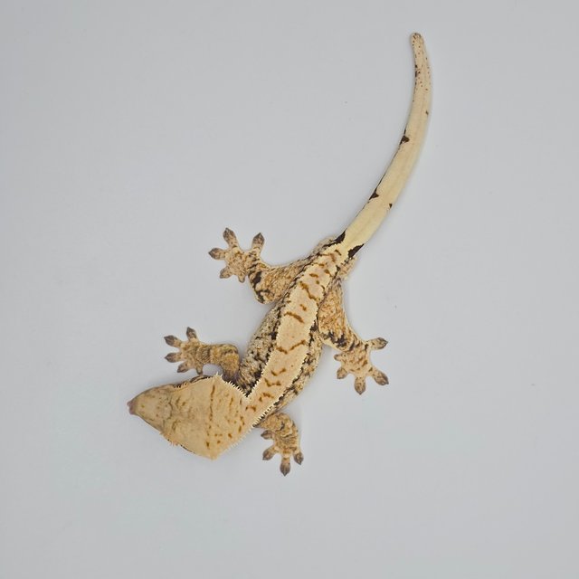 노멀 트라이 익스트림할리퀸 드리피 화이트스팟 화이트포트홀