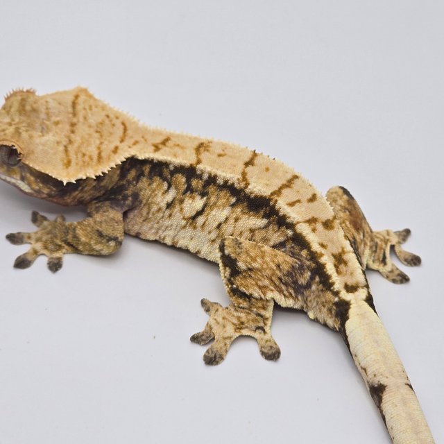 노멀 트라이 익스트림할리퀸 화이트스팟 화이트포트홀 드리피