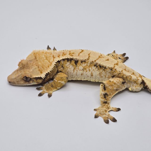 노멀 트라이 익스트림할리퀸 드리피